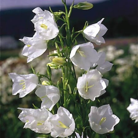 زهور الجريس