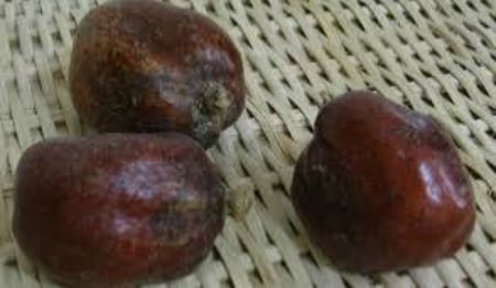 بذور  نخبل الدوم   Hyphaene thebaica )