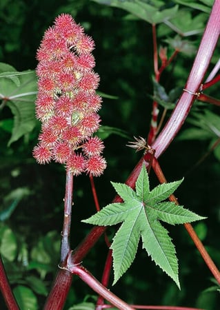 بذور الخروع ( Ricinus communis )