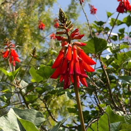 بذور شجيرة أرثرينا ( Erythrina humeana )