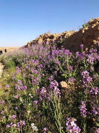 بذور نبات اليهق ( Diplotaxis acris )