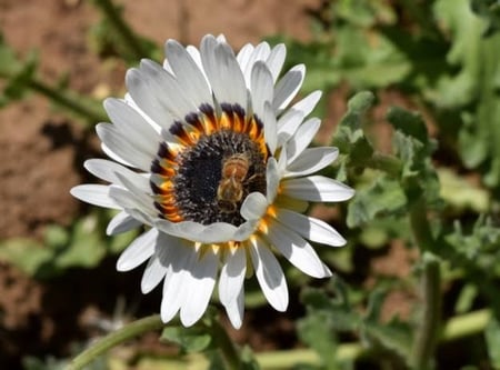 بذور زهرة ملكة الحقل ( arctotis fastuosa )