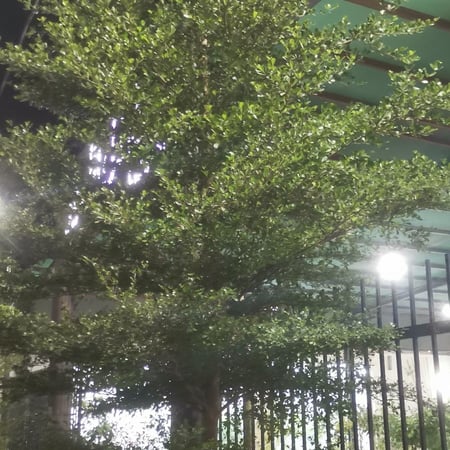 بذور شجرة ترمناليا منتالي( Terminalia mantaly )