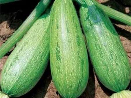 بذور الكوسا ( Cucurbita pepo )