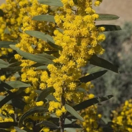 Acacia hemiteles Benth