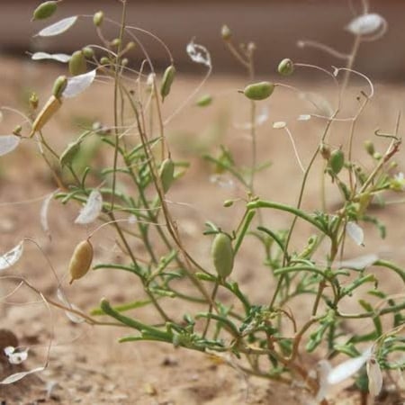 بذور عشبة القليقلان ( Savignya Parviflora )