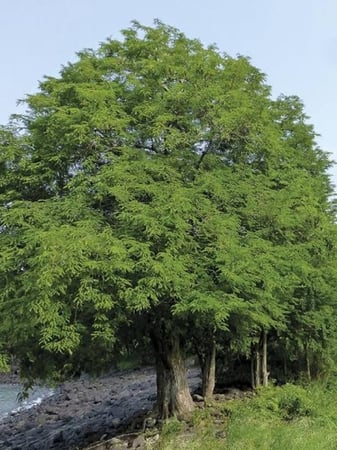 بذور شجرة تمر هندي ( Tamarindus indica )