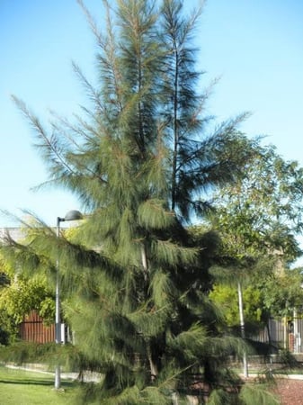 بذور شجرة الأثل الأمريكي (  Casuarina equisetifolia )