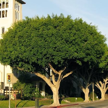 شجرة فيكس التسيما