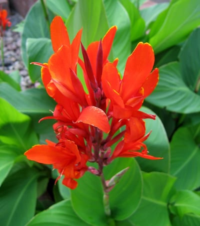 بذور الكنا الهندي ( Canna indica )