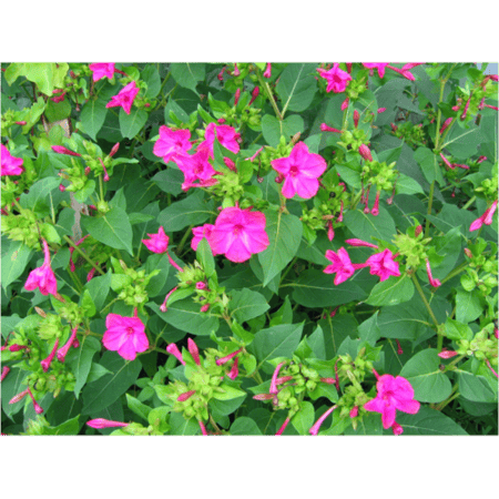 بذور زهرة مارفيل اوف بيرو - شب الليل (Mirabilis jalapa)