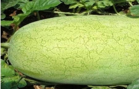 بذور بطيخ أحمر أسطواني (   Citrullus lanatus )