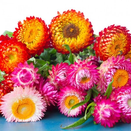 بذور زهرة الخلود ( Xerochrysum bracteatum )
