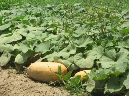 بذور قرع أمريكي ( Cucurbita pepo )