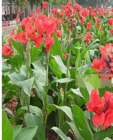 بذور الكنا الهندي ( Canna indica )