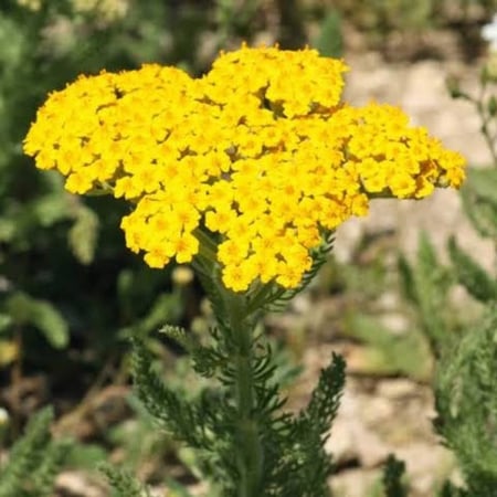 بذور عشبة القيصوم ( Achillea fragrantissima )
