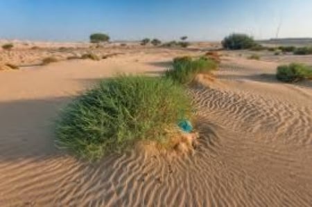 بذور شجرة الرمث ( Haloxylon salicornicum )