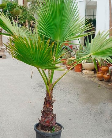 بذور نخيل واشنطوني ( Washingtonia )