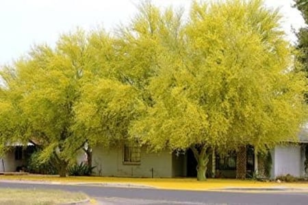 بذور شجرة باركنسونيا ( Parkinsonia aculeata )