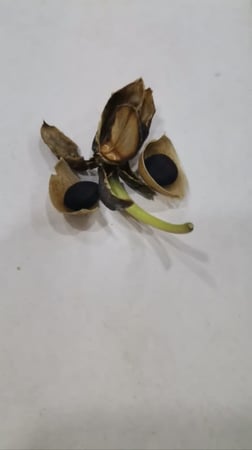 بذور ست الحسن المتسلقة بيضاء ( Ipomoea Cairica )