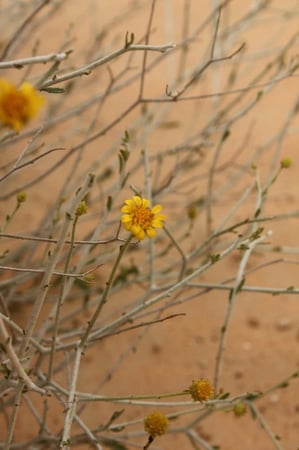 بذور نبات العرفج ( Rhanterium epapposum )