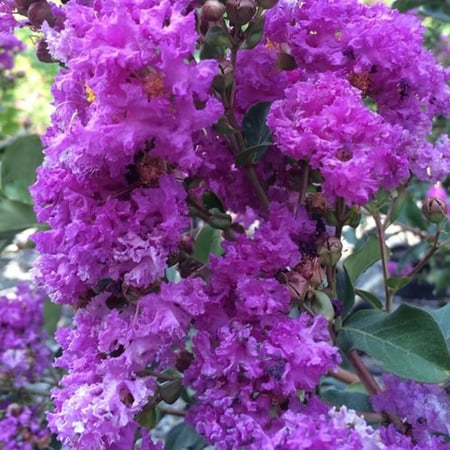 بذور  تمر حنا بنفسجي  ( Lagerstroemia indica )