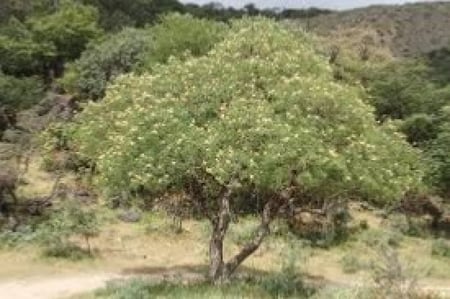 بذور شجرة السرح - ( Maerua crassifolia )