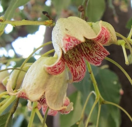 بذور شجرة إستركوليا مخمسة ( Brachychiton populneus )