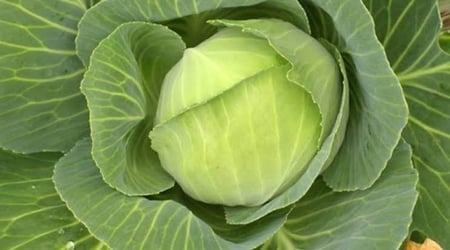 بذور الملفوف ( Brassica oleracea var. capitata )