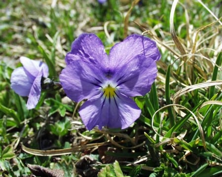 بذور زهرة بنفسج الثالوث (Viola calcarata)