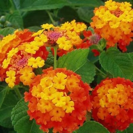 بذور شجيرة لانتانا كامارا الملونة (  Lantana camara )