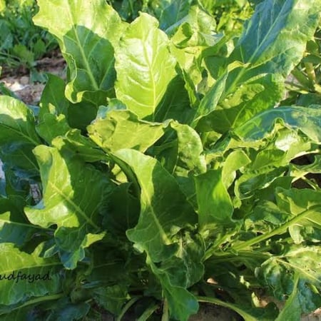 بذور السلق المصري (  Beta vulgaris  )