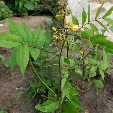 كاسيا أوكدنتاليس