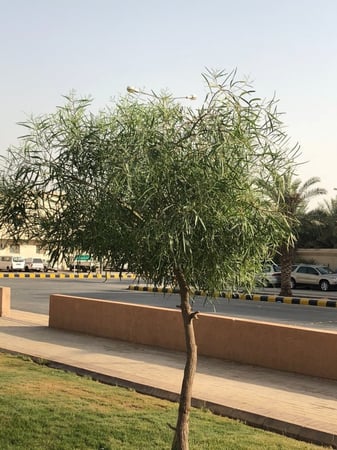 بذور شجرة السنط الملحي ( Acacia ampliceps )