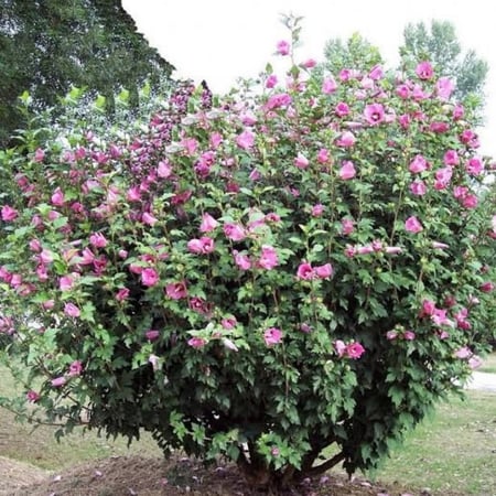 بذور زهرة الخطمي مخلوط ( Hibiscus )