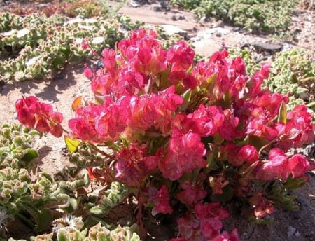 بذور شجيرة الحميض ( Rumex vesicarius )