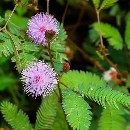 بذور ميموزا او الخجولة ( Mimosa pudica )