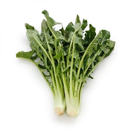 بذور الهندباء (Cichorium intybus)