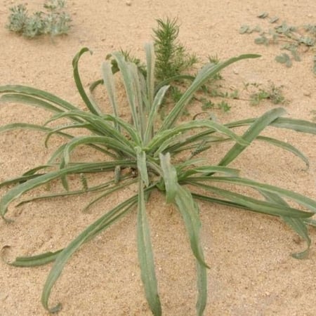 بذور عشبة الربلة ( Plantago ovata )