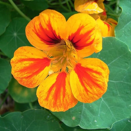 بذور زهرة ابو خنجر ( Tropaeolum majus )
