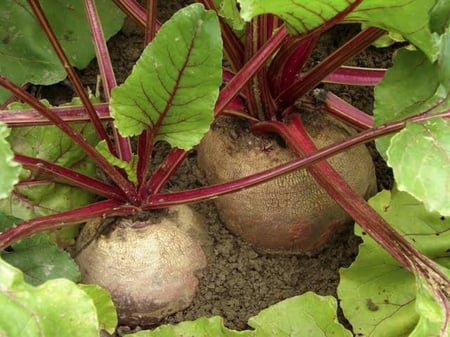 بذور نبات بنجر - الشمندر ( beta vulgaris )