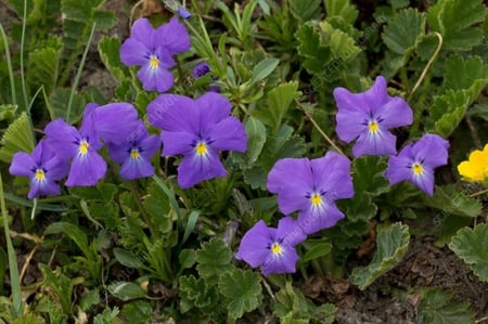 بذور زهرة بنفسج الثالوث (Viola calcarata)