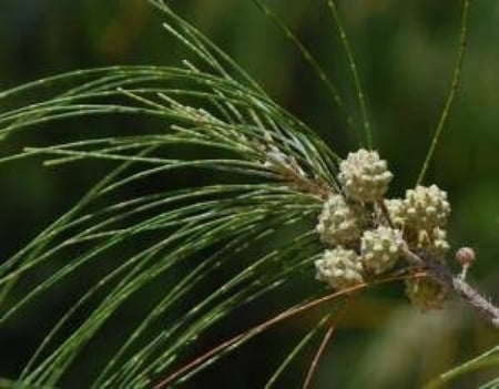 بذور شجرة الأثل الأمريكي (  Casuarina equisetifolia )