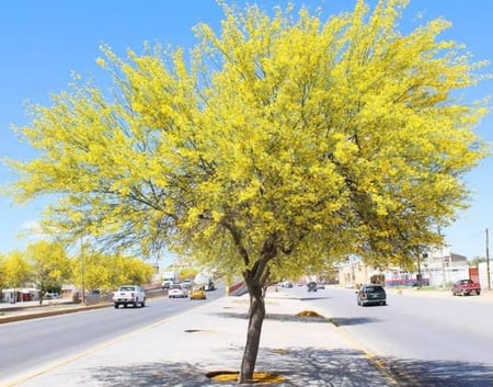 بذور شجرة باركنسونيا ( Parkinsonia aculeata )