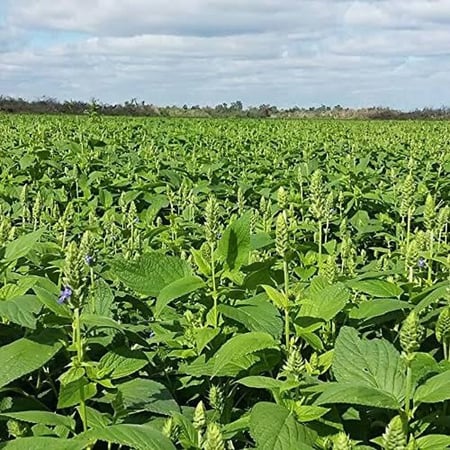 بذور الشيا ( Salvia hispanica )