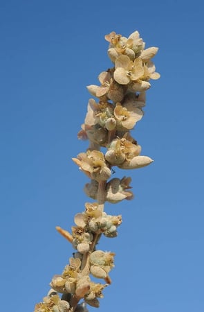 بذور الشعران ( Agathophora alopecuroides )
