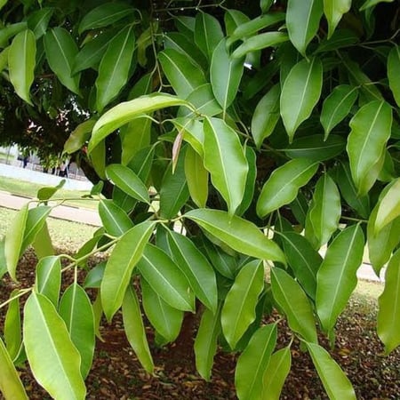 بذور شجرة البامبوزيا (الجامون) - ( Syzygium cumini )