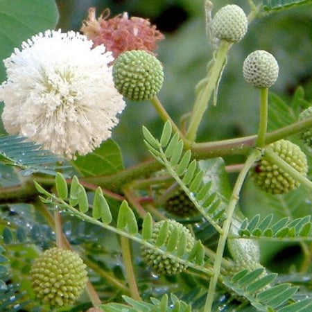 بذور شجرة اللوسينيا ( Leucaena leucocephala )