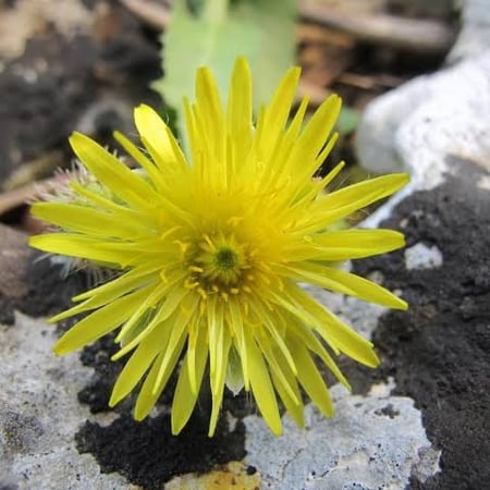 بذور العضيد - العضيض ( Urospermum )