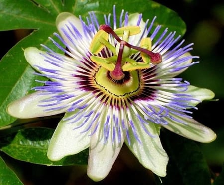 بذور زهرة متسلقة الساعة ( Passiflora caerulea )
